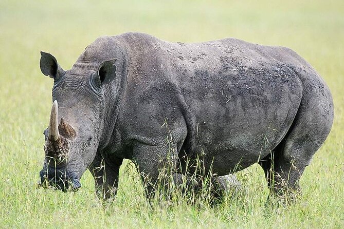 7 Days of Elephants, Rhinos & Big Five: The Best of Kenya Safari - Lake Naivasha: boat ride time for hippos and 400+ bird species