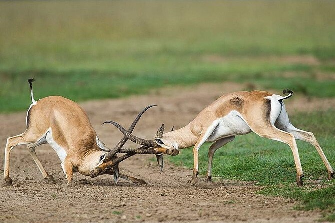 7 Days of Elephants, Rhinos & Big Five: The Best of Kenya Safari - Amboseli day 2: marshland swamps, optional early drive, then rest