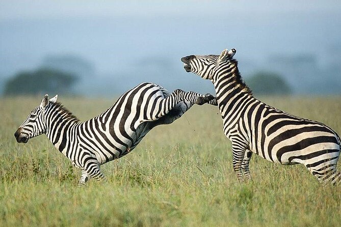 7 Days of Elephants, Rhinos & Big Five: The Best of Kenya Safari - Price and value: what $2,406 really covers