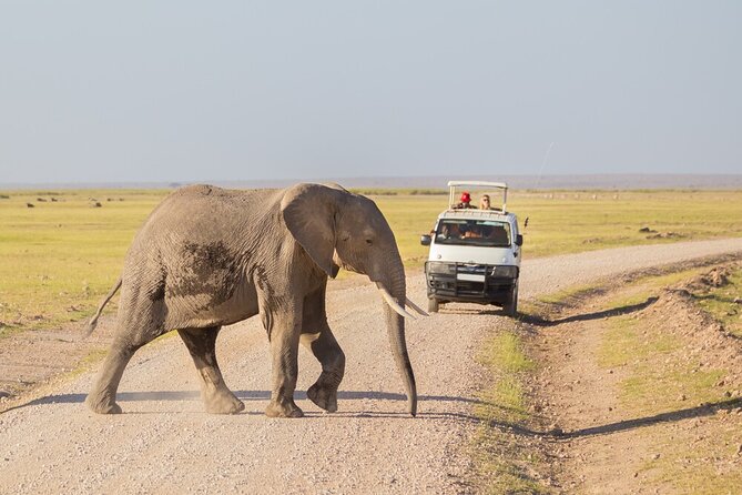 7 Days of Elephants, Rhinos & Big Five: The Best of Kenya Safari - Full-day Mara: acacia shade picnic lunches and nonstop scanning