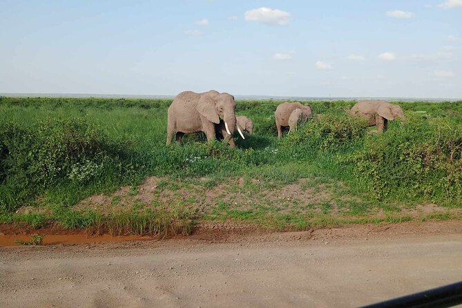 7 Days of Kenyan Wonders: A Mid-Range Safari Adventure - Key highlights you should care about