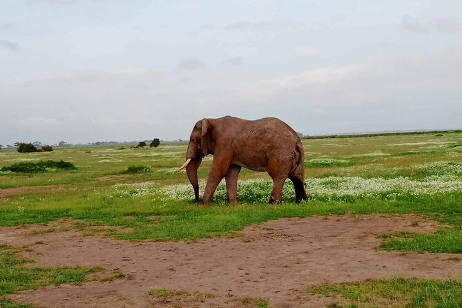 7 Days of Kenyan Wonders: A Mid-Range Safari Adventure - A practical route through Kenya’s best-known parks