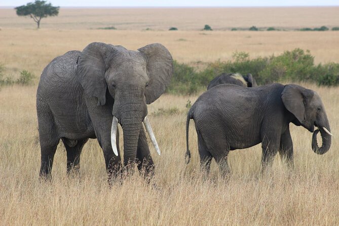 7 Days of Kenyan Wonders: A Mid-Range Safari Adventure - Day 2: Sunrise game drive in Amboseli plus an optional Maasai village visit