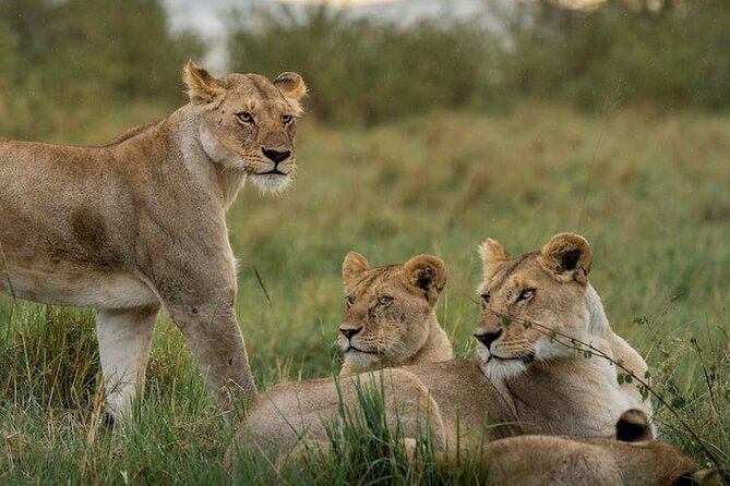 7 Days of Kenyan Wonders: A Mid-Range Safari Adventure - Day 3: Lake Naivasha boat ride, flamingos, hippos, and birdlife