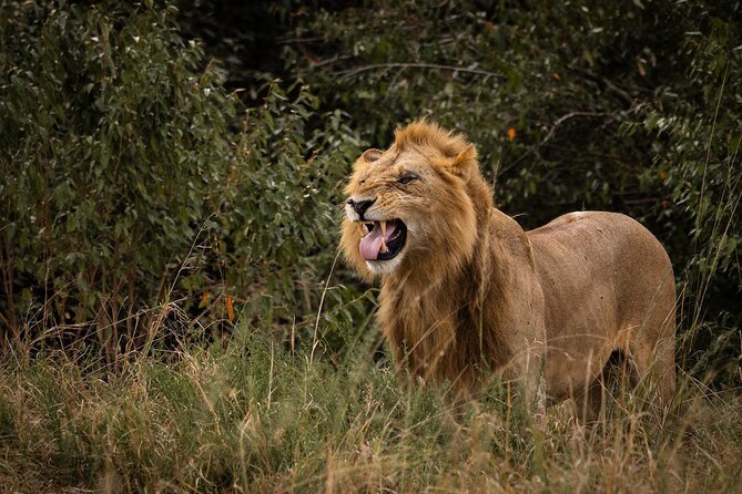 7 Days of Kenyan Wonders: A Mid-Range Safari Adventure - Day 5: Early rhino focus at Nakuru, then the long ride to Masai Mara