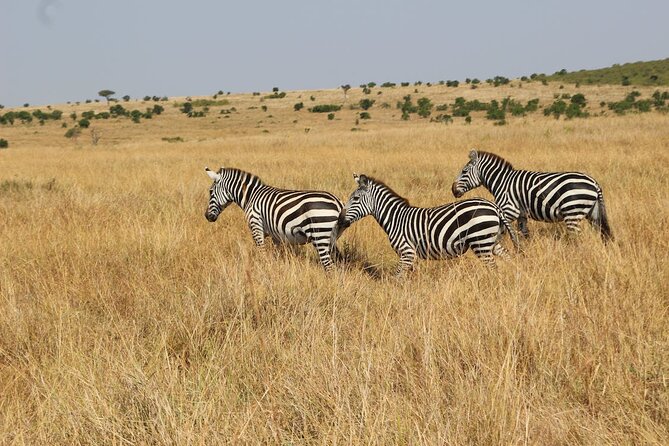 7 Days of Kenyan Wonders: A Mid-Range Safari Adventure - Day 1: Arrival in Nairobi and the Amboseli elephants first night