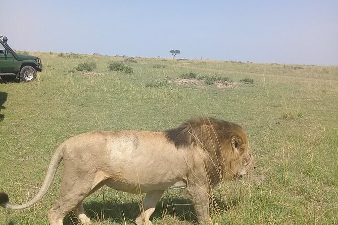 7 Days Private 4 star lodges Safari by LandCruiser from Nairobi - Your Base Comfort: Lodges, Pop-Roof Viewing, and Daily Rhythm