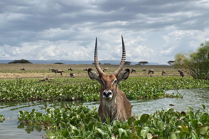 7 Days Private 4 star lodges Safari by LandCruiser from Nairobi - Maasai Mara Days 1-2: Sunset Drive, Mara River, and Great Migration Context