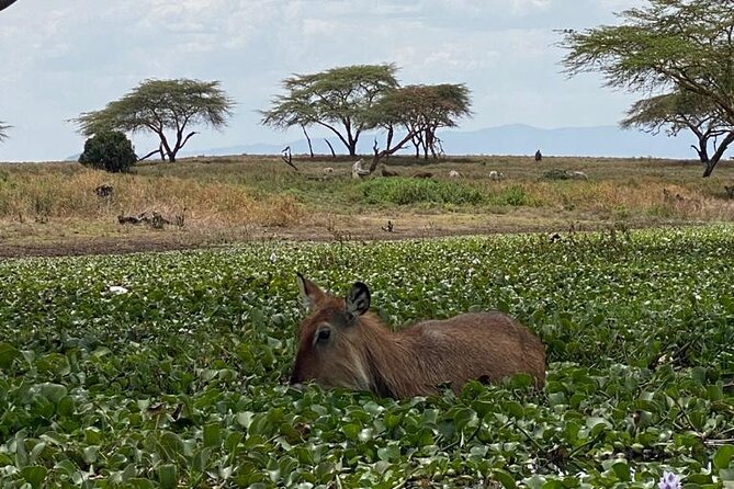 7 Days Private safari to 4 Star lodges using a Jeep - Nairobi Return Day 7: Short Game Drive, Then Drop-Off