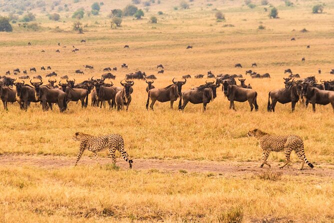 7 Days Safari to Maasai Mara, Nakuru, Naivasha and Amboseli - Lake Nakuru Day 3: Early checkout, rhinos and a calmer end-of-day drive