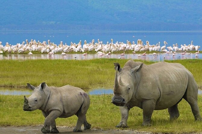 7 Days Safari to Maasai Mara, Nakuru, Naivasha and Amboseli - Amboseli Day 5: AA Lodge, Kilimanjaro backdrops, and afternoon predator time