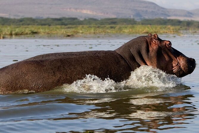 7 Days Safari to Maasai Mara, Nakuru, Naivasha and Amboseli - Amboseli Day 6: Morning action and a full day game drive