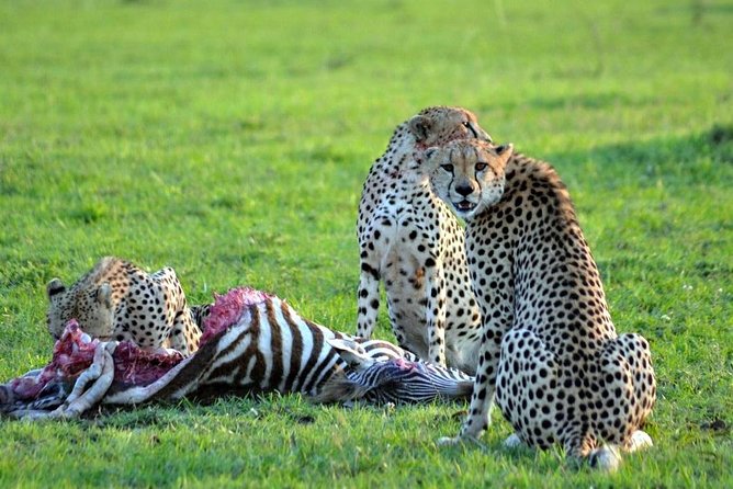 7 days safari to Masai Mara Nakuru ,Naivasha and Amboseli parks - Day 4 into Naivasha: more lake ecosystem, plus the optional hippo boat