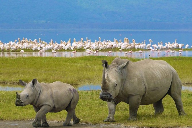 7 days safari to Masai Mara Nakuru ,Naivasha and Amboseli parks - Day 5: Hells Gate bike safari, gorge walk, then Amboseli arrival