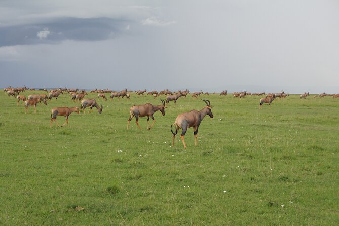 7 days Sopa lodges full private package - The Safari Route That Covers More Than One Species