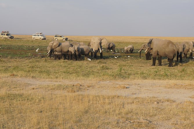 7 days Sopa lodges full private package - Day 1 in Amboseli Sopa Lodge: First Elephants and Kilimanjaro Possibilities