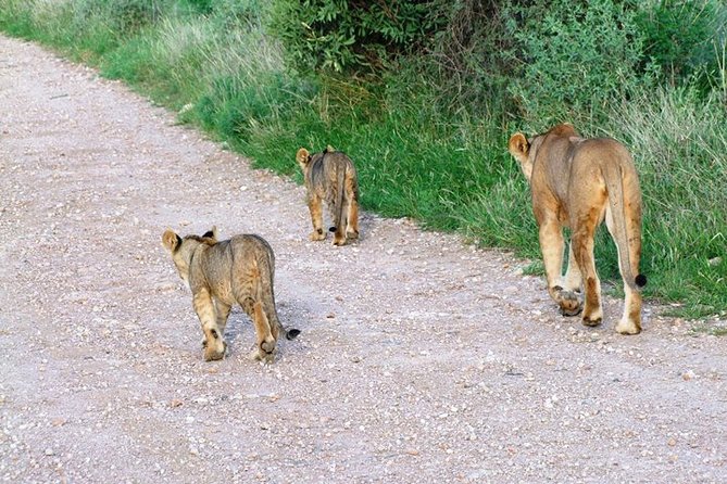 7 Days Tsavo East, Taita, Amboseli & SanctuarySafari from Mombasa - Starting From Mombasa at 06:00, and Why That Matters