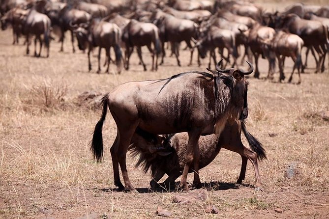 8-Day Amazing Kenya Holiday Safari - Eight parks-to-packing days, starting in Nairobi
