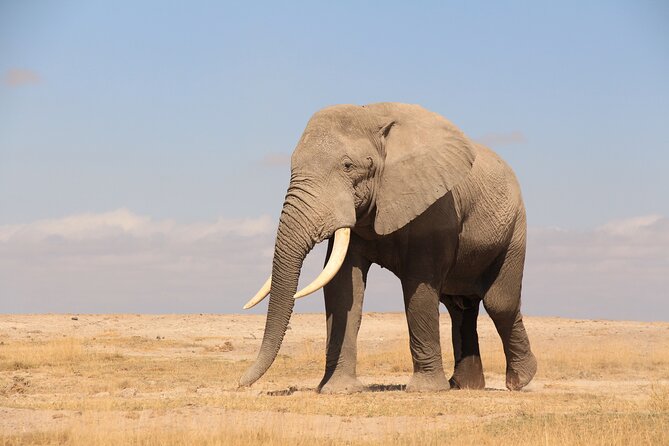 8-Day Amazing Kenya Holiday Safari - Nairobi return on Day 8: smooth wrap-up and less rushing