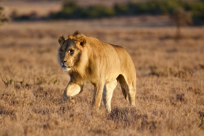 8-Day Amazing Kenya Holiday Safari - Private safari style, the open-roof vehicle, and why the package feels built for comfort
