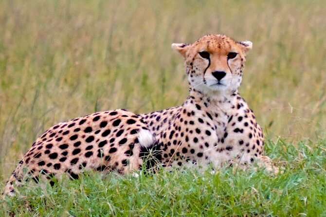 8 Day Bush and Beach Private Holiday Safari - Key highlights worth bookmarking