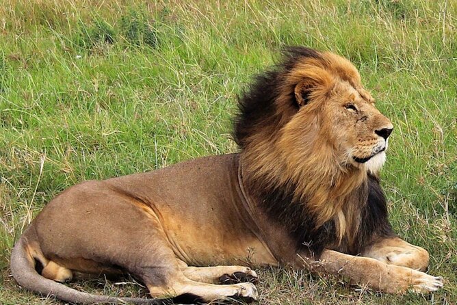 8 Day Bush and Beach Private Holiday Safari - Two Masai Mara days: Big Five chances and cheetah theater