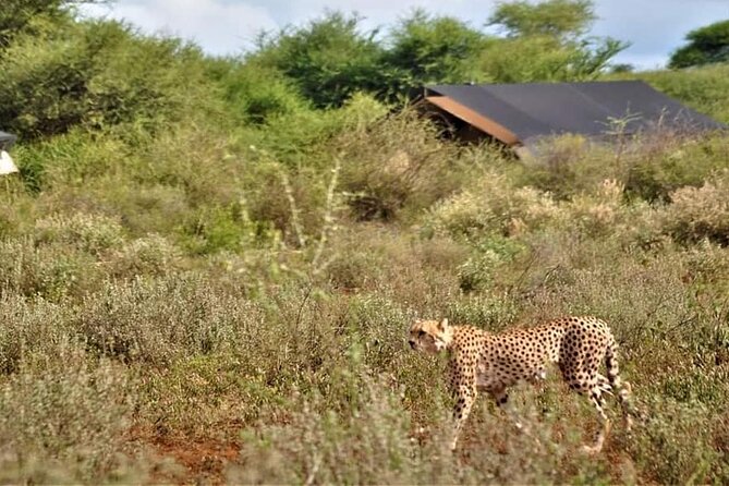 8-Day Kenya Group Joining Safari - Amboseli full-day wildlife: elephant herds and birdlife time