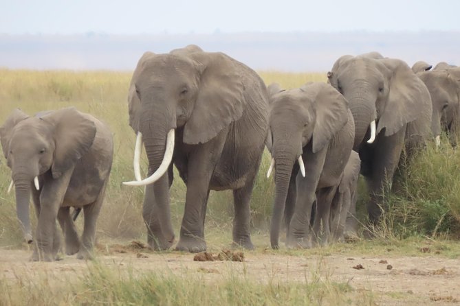8-Day Kenya Group Joining Safari - Masai Mara day-by-day: afternoon entry, then a full day of Big Five odds