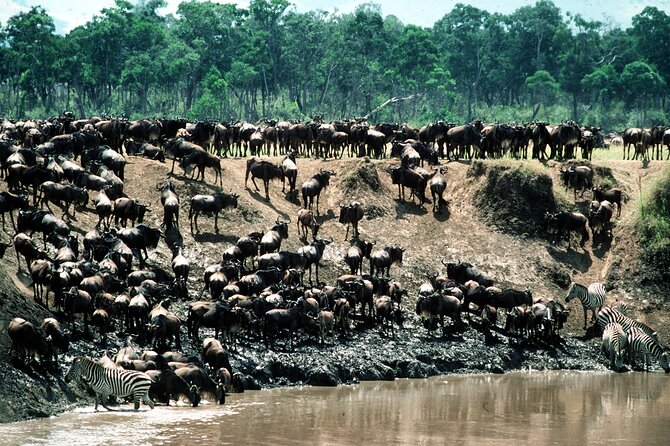 8 Days / 7 Nights 2021 / 2022 Wildebeest Migration Safari - Maasai Mara Reserve - Samburu National Reserve: the spot for species you won’t get elsewhere