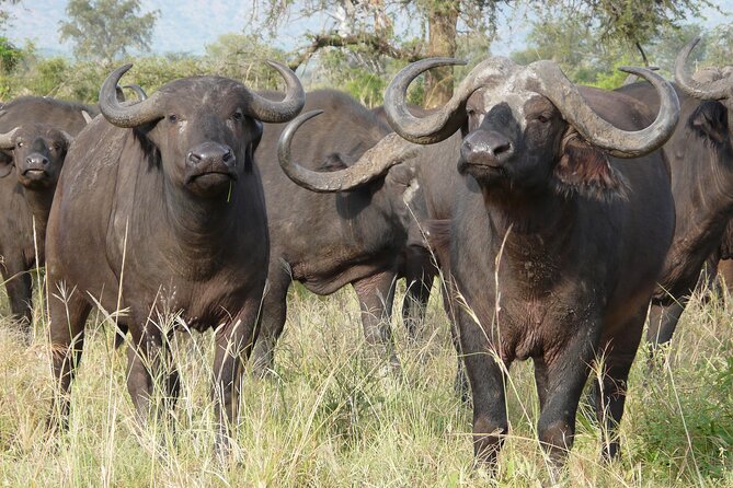 8 Days / 7 Nights 2021 / 2022 Wildebeest Migration Safari - Maasai Mara Reserve - Lake Nakuru National Park: flamingos and Rift Valley viewpoints