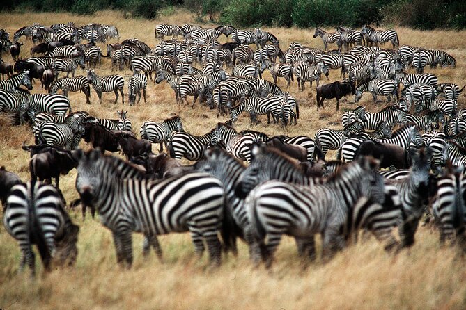 8 Days / 7 Nights 2021 / 2022 Wildebeest Migration Safari - Maasai Mara Reserve - Maasai Mara game drives: the best days are the long ones