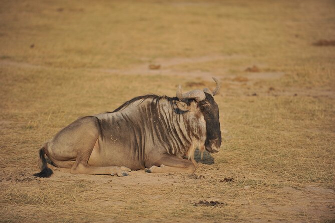 8 Days / 7 Nights 2021 / 2022 Wildebeest Migration Safari - Maasai Mara Reserve - Who this safari is for, and who might want a different plan