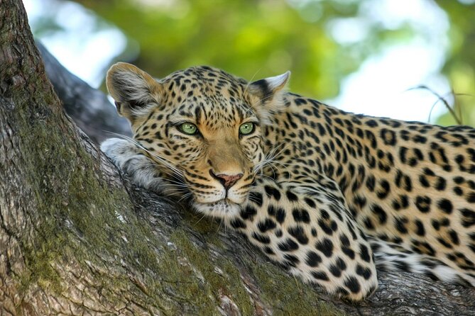 8 Days / 7 Nights 2021 / 2022 Wildebeest Migration Safari - Maasai Mara Reserve - Nairobi first, then straight into safari mode