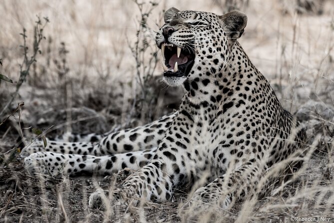 8 Days 7 Nights Kenyan Luxury Safari - Why the 8-Day Pacing Works Better Than a Sprint Tour