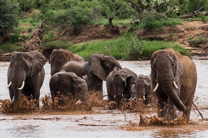 8 Days 7 Nights Kenyan Luxury Safari - Ol Pejeta Conservancy: Northern White Rhinos, Black Rhino Protection, and Night Options