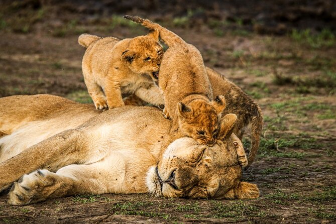 8 Days 7 Nights Kenyan Luxury Safari - Lewa Wildlife Conservancy: Open-4x4 Drives, Black Rhinos, Grevy’s Zebra, and Birds