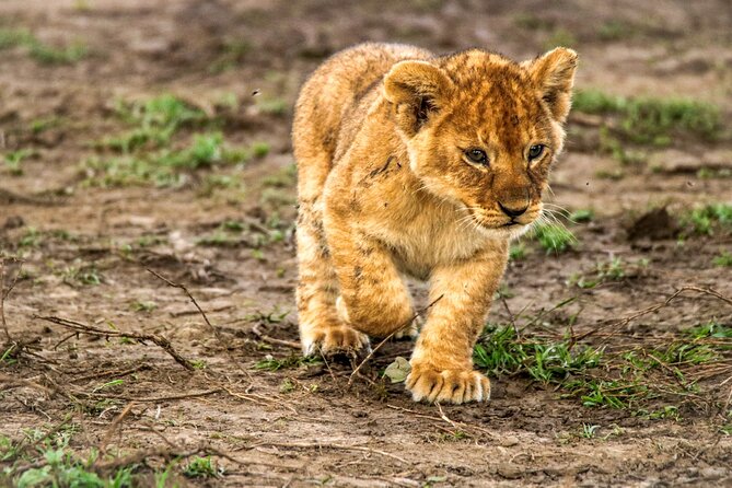 8 Days 7 Nights Kenyan Luxury Safari - Maasai Mara National Reserve: Big Predators, Full-Day Drives, and the Migration Story