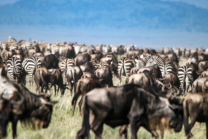 8 Days 7 Nights Kenyan Luxury Safari - Who This Tour Fits Best (And Who Should Think Twice)