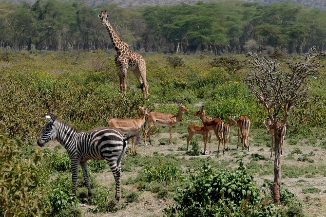 8 Days Amboseli lake Nakuru Masai Mara lake Naivasha safari - Kenya safari sampler: six reserves, one packed week