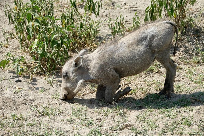 8 Days Amboseli lake Nakuru Masai Mara lake Naivasha safari - Naivasha and Crater Lake walking morning: different safari energy