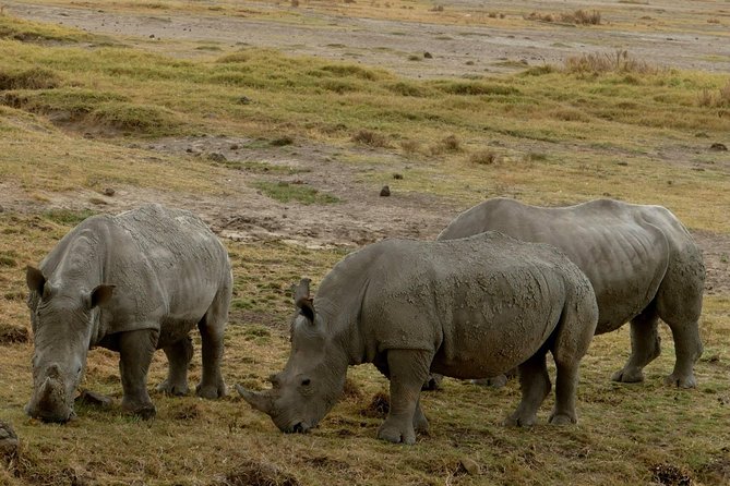 8 Days Amboseli lake Nakuru Masai Mara lake Naivasha safari - Price and logistics: does $2,200 feel fair for eight days?