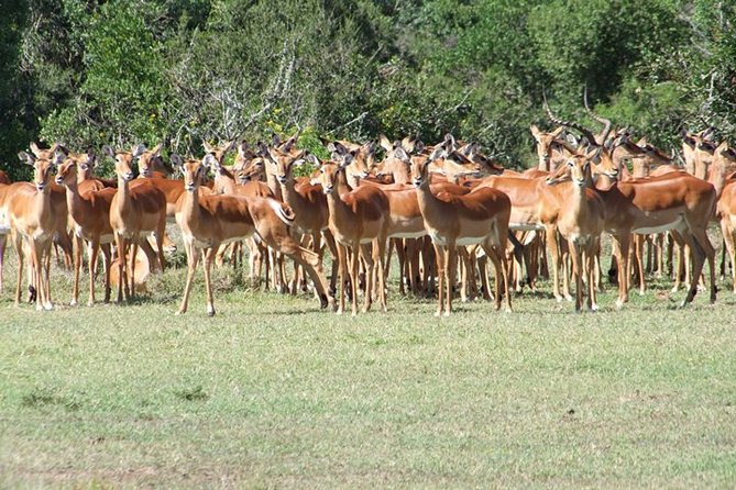 8 days Kenya highlights safari starting from Nairobi. - Masai Mara game drives: Days 2 and 3 are where the magic concentrates