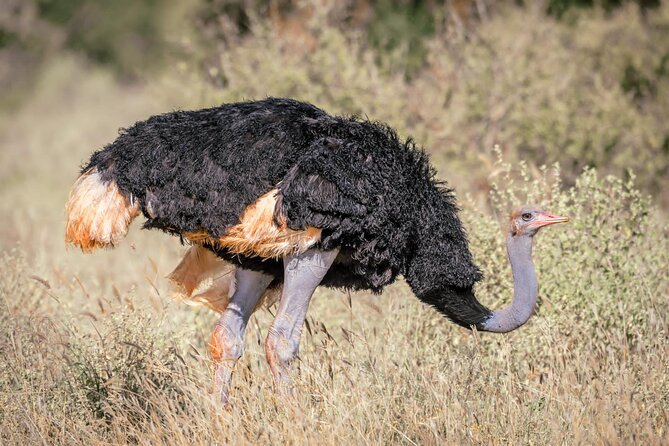 8 days Kenya highlights safari starting from Nairobi. - Tsavo East and the Yatta Plateau: Day 7’s elephant focus