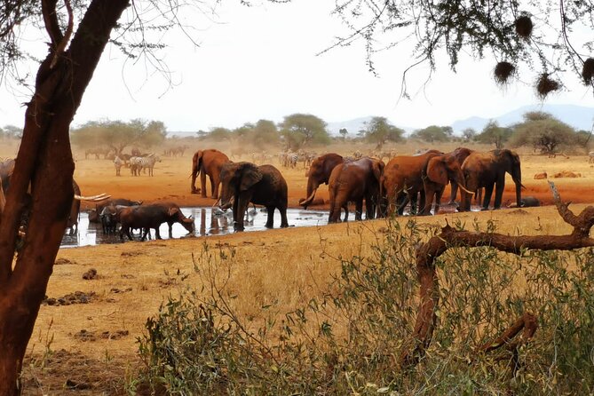 8 days Kenya highlights safari starting from Nairobi. - One more game drive, then back to Nairobi life: Day 8 wraps cleanly
