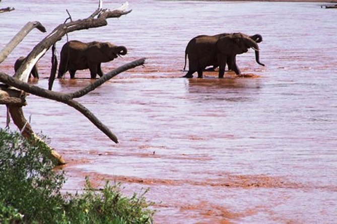 8 days Kenya highlights safari starting from Nairobi. - Price and value: what you are paying for, and what you should budget separately