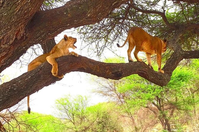 8 days Kenya highlights safari starting from Nairobi. - Amboseli: elephants, landscapes, and late-evening Kilimanjaro hopes