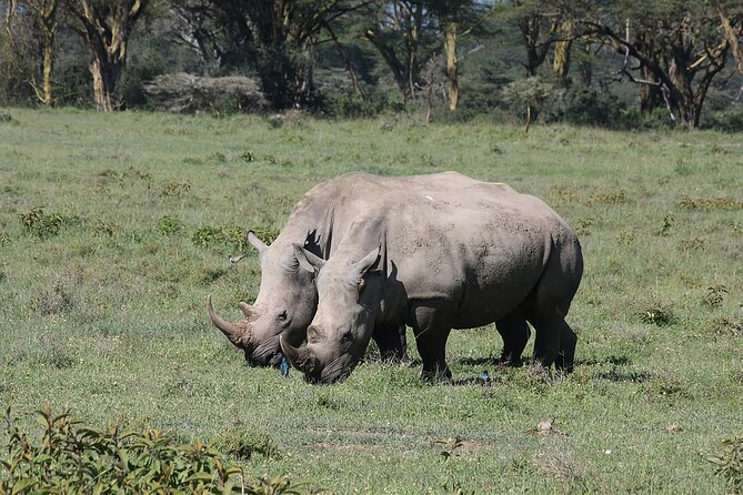 8 Days Kenya Safari Expedition - Nairobi National Park, then straight into giraffe time
