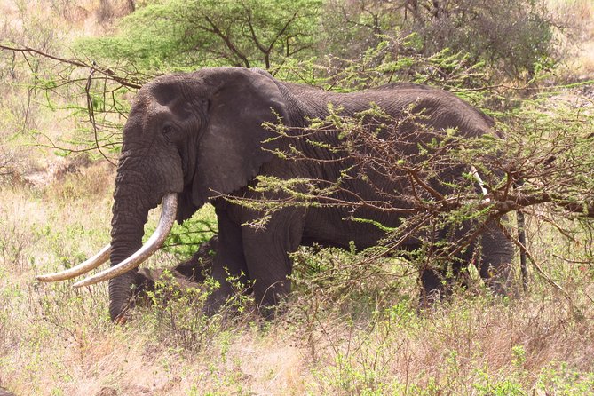 8 Days Safari to Amboseli, Great Rift Valley Lakes & Masai Mara - Day 1-2 in Amboseli: Kilimanjaro Views and Up-Close Elephants