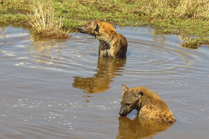 8 Days Safari to Amboseli, Great Rift Valley Lakes & Masai Mara - Day 4 Lake Bogoria: Flamingos, Alkaline Waters, and Rift Valley Drama