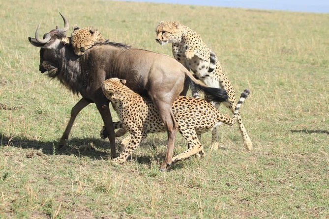 8 Days Safari to Amboseli, Great Rift Valley Lakes & Masai Mara - Day 5 Lake Nakuru: Rhino Sanctuary and Pink Flamingo Bands